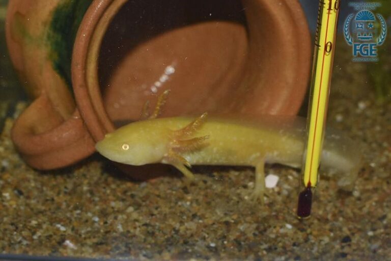 ASEGURAN ESPECIES EN EXTINCIÓN EN EL SUR DEL ESTADO