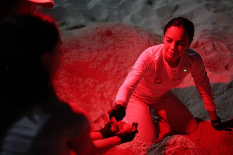 Con 1,145 nidos en 35 corrales se fortalece la protección a las tortugas marinas en Cancún