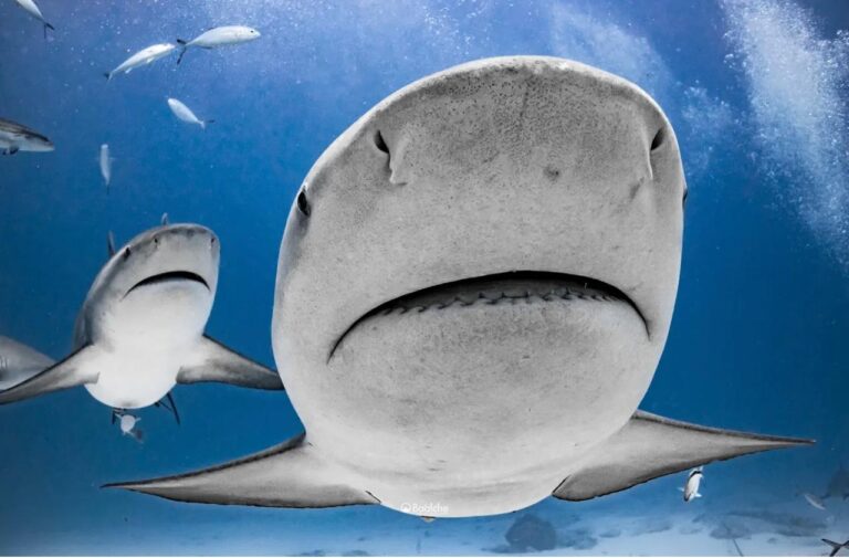 Buscan crear registro único de megafauna marina del Caribe mexicano