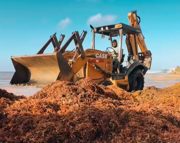 Recolectan más de 86 mil toneladas de sargazo durante el año: SEMA