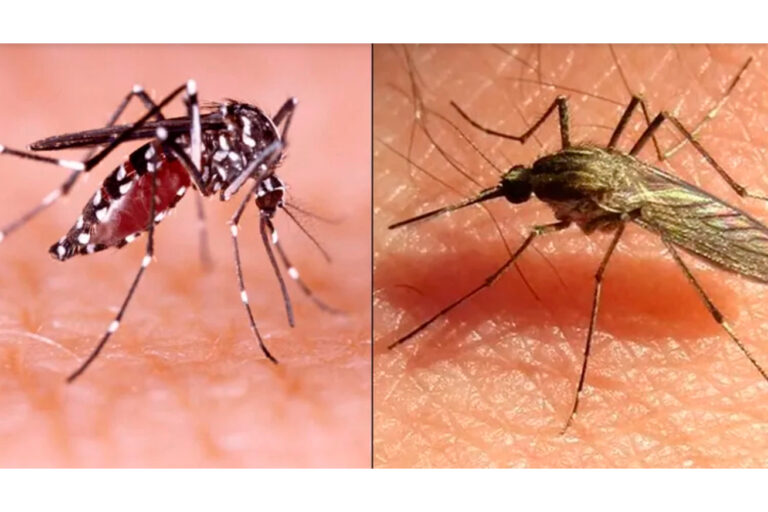 Del 24 al 28 de agosto, segunda Jornada Nacional contra Dengue, Chikungunya y Zika