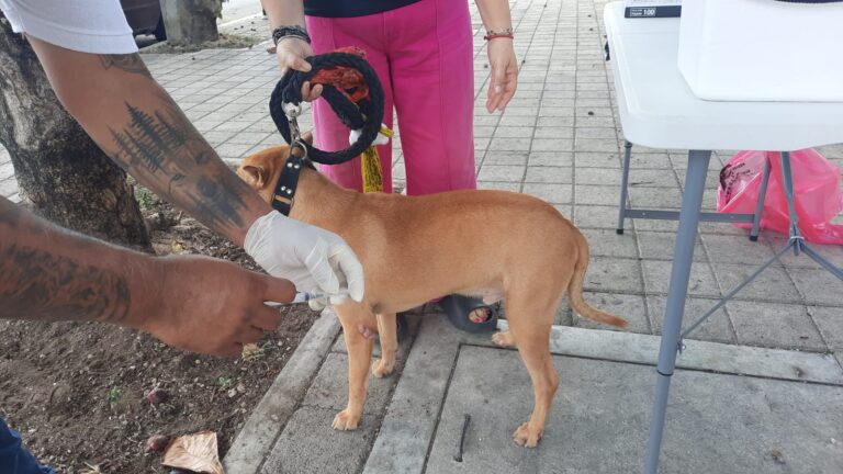 Vacunas gratis para mascotas; llaman familias a proteger perros y gatos